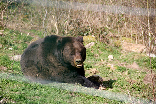 Wolf- und Bärenpark in Bad Rippoldsau-Schapbach