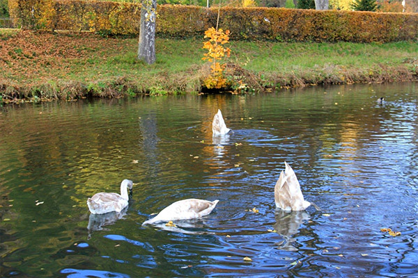 Schwäne in Nagold